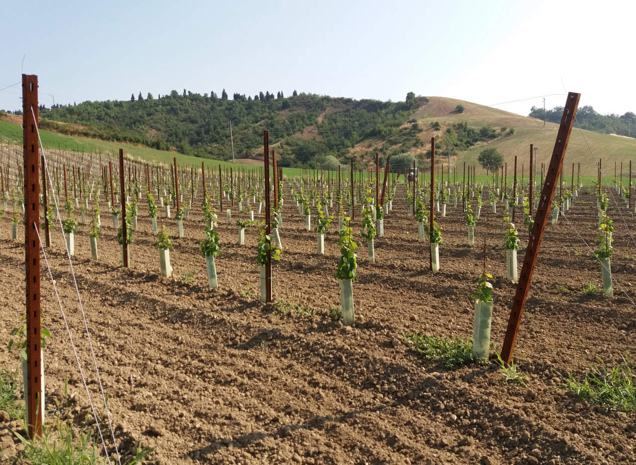 Seguire la nascita di un vigneto