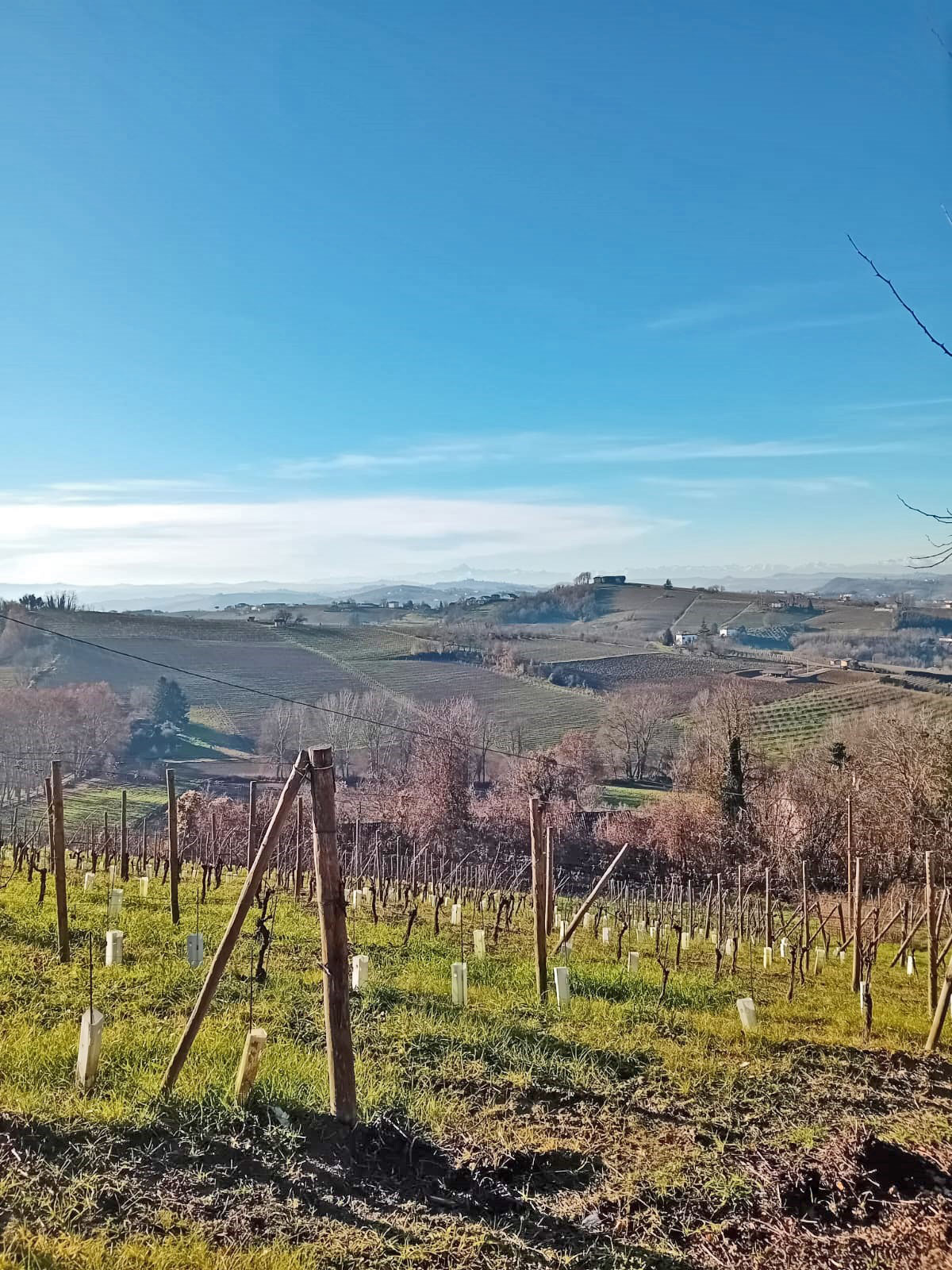 Seguire la nascita di un vigneto