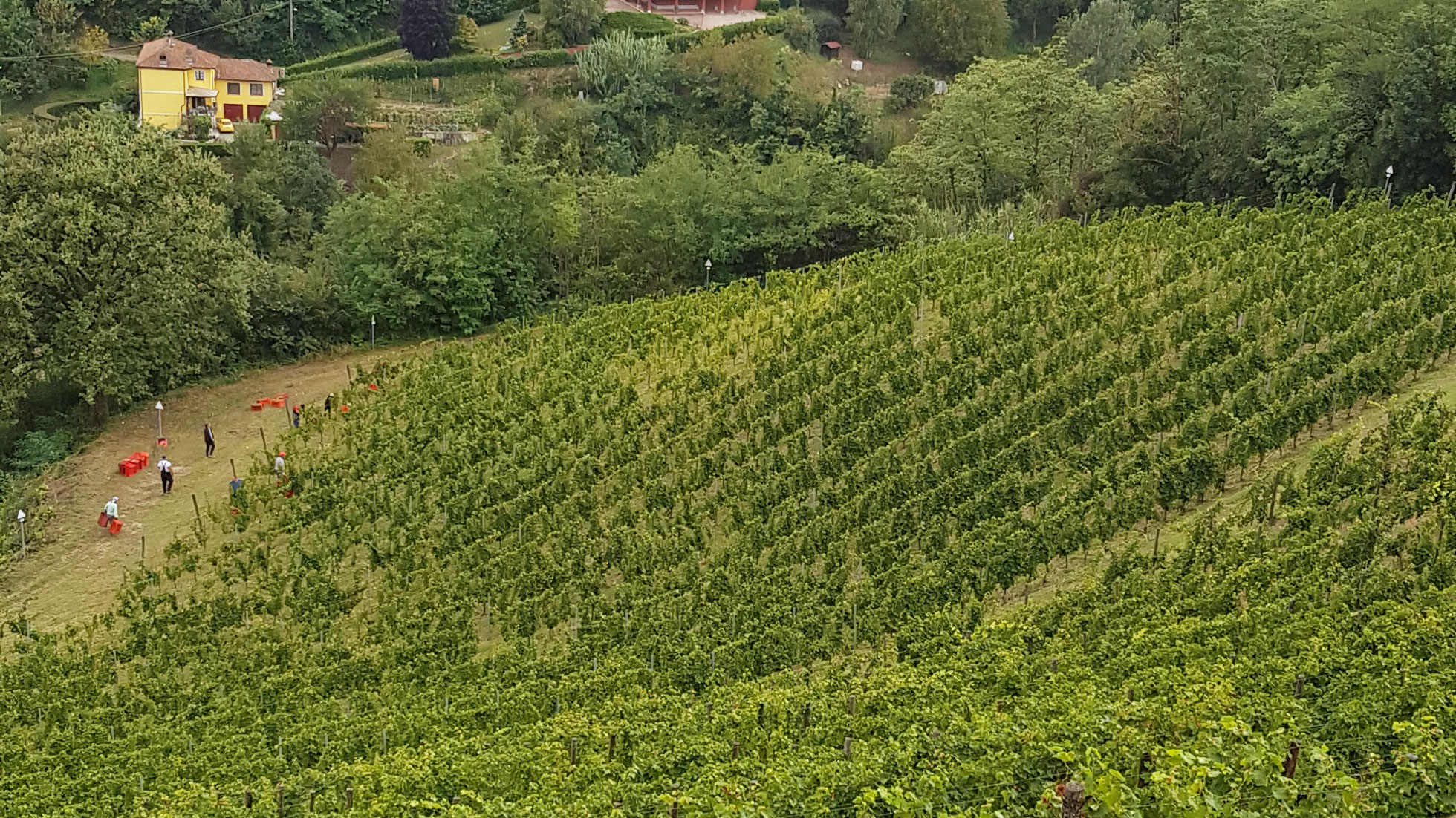 Solo l’uva eccellente